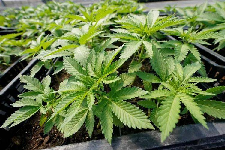 抽了大麻多久恢复状态(抽完大麻多久能恢复) 抽了大麻多久恢复状态(抽完大麻多久能恢复)